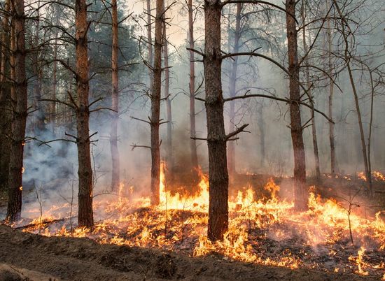 МЧС вновь предупреждает волгоградцев о высокой пожароопасности в лесах